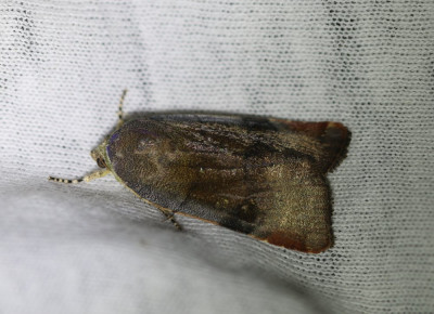 IMG_7870-2 Open-breedbandhuismoeder (Noctua janthe) of Kleine breedbandhuismoeder (N. janthina).jpg