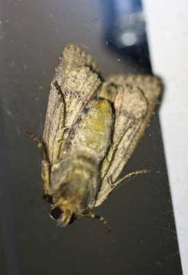 IMG_8072-2 Open-breedbandhuismoeder (Noctua janthe) of Kleine breedbandhuismoeder (N. janthina).jpg