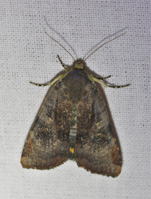 IMG_8180-2 Open-breedbandhuismoeder (Noctua janthe) of Kleine breedbandhuismoeder (N. janthina).jpg