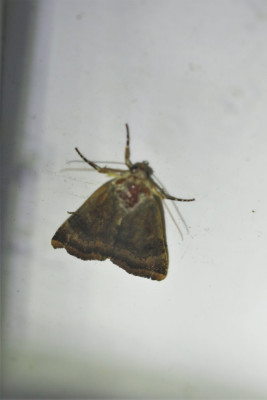 IMG_8061-2 Open-breedbandhuismoeder (Noctua janthe) of Kleine breedbandhuismoeder (N. janthina).jpg