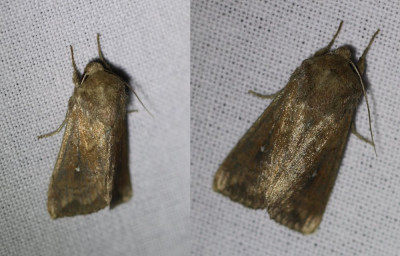IMG_8034-2b Witstipgrasuil (Mythimna albipuncta).jpg