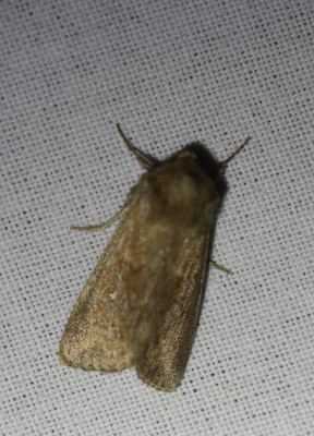 IMG_8212-2 Witstipgrasuil (Mythimna albipuncta).jpg