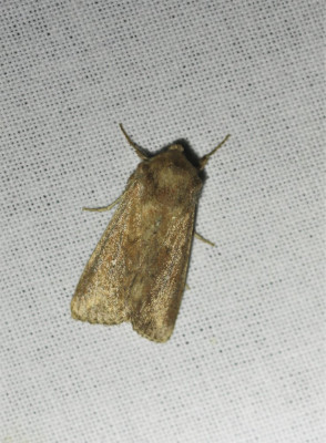 IMG_8205-2 Witstipgrasuil (Mythimna albipuncta).jpg