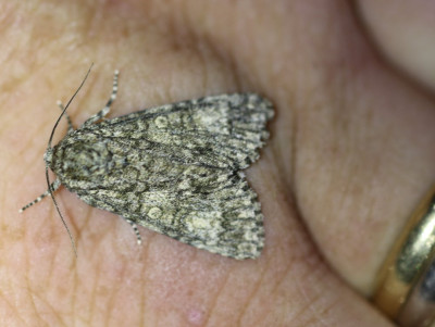 IMG_8067-2 Schilddrager (Subacronicta megacephala).jpg