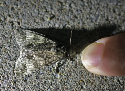 IMG_7940-2 Schilddrager (Subacronicta megacephala).jpg