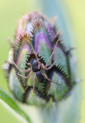 IMG_9543-2 Zwartrugrenspin (Philodromus dispar).jpg