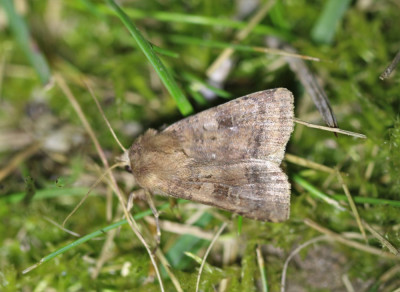 IMG_8225-2 Gewone breedvleugeluil (Diarsia rubi).jpg