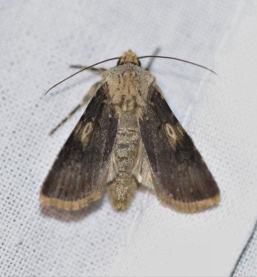 IMG_6067 Puta-uil (Agrotis puta).JPG