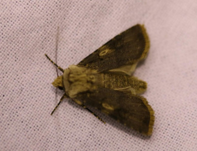 IMG_6066 Puta-uil (Agrotis puta).JPG