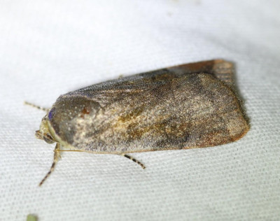 IMG_6367 Kleine breedbandhuismoeder (Noctua janthina).JPG