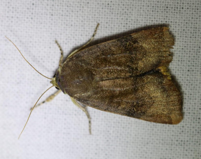 IMG_6083 Kleine breedbandhuismoeder (Noctua janthe).JPG