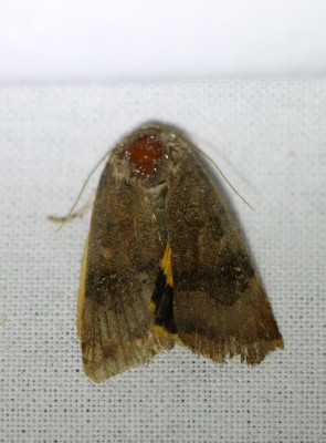 IMG_6350 Kleine breedbandhuismoeder (Noctua janthina).JPG