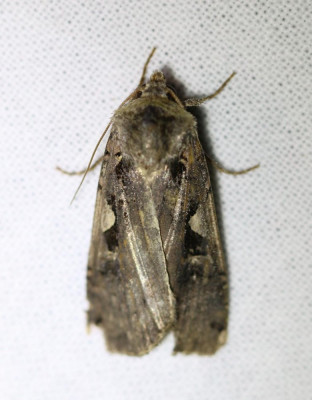 IMG_6603 Zwarte-c uil (Xestia c-nigrum).JPG