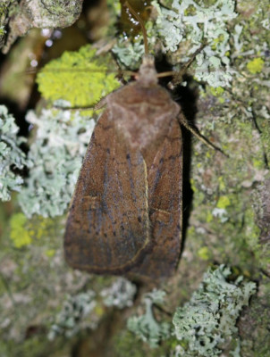 IMG_6522 Vierkantvlekuil (Xestia xanthographa).JPG