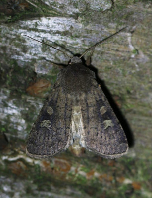 IMG_6214 Vierkantvlekuil (Xestia xanthographa).JPG