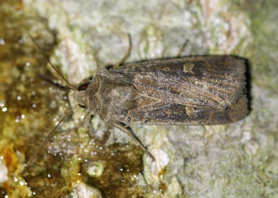 IMG_6476 Vierkantvlekuil (Xestia xanthographa).JPG