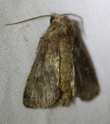 IMG_6097 Gestippelde rietboorder (Archanara geminipuncta).JPG