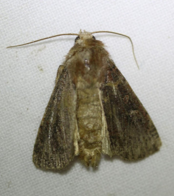 IMG_6099 Gestippelde rietboorder (Archanara geminipuncta).JPG