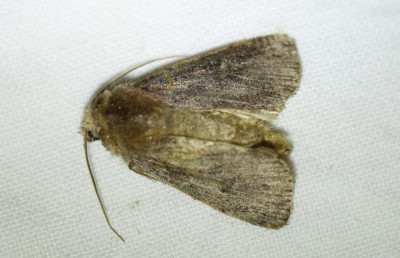 IMG_6388 Gestippelde rietboorder (Lenisa geminipuncta).JPG