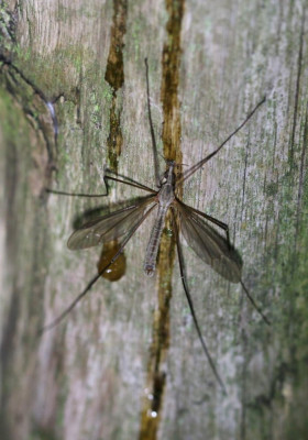 IMG_6407b Kool-langpootmug (Tipula oleracea ).jpg