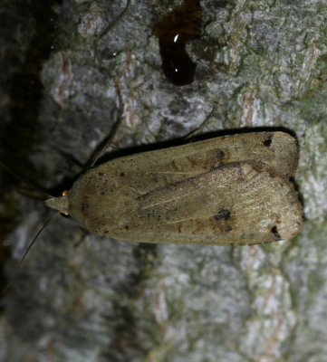 IMG_6481 Huismoeder (Noctua pronuba).JPG