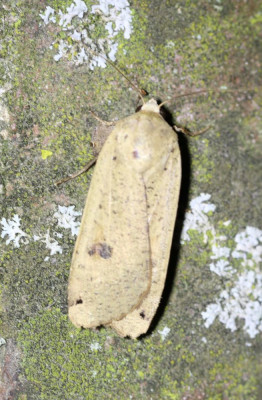 IMG_6286 Huismoeder (Noctua pronuba).JPG