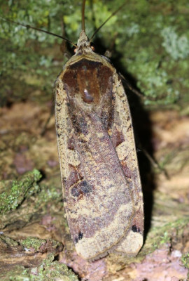 IMG_6207 Huismoeder (Noctua pronuba).JPG