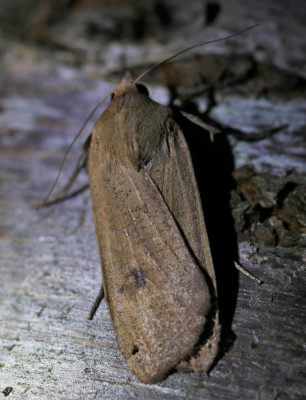 IMG_6495b Huismoeder (Noctua pronuba).jpg