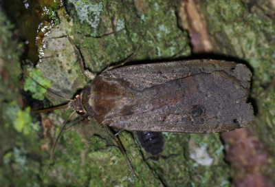 IMG_6442 Huismoeder (Noctua pronuba).JPG