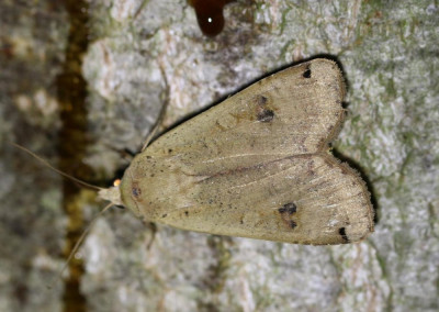 IMG_6472 Huismoeder (Noctua pronuba).JPG