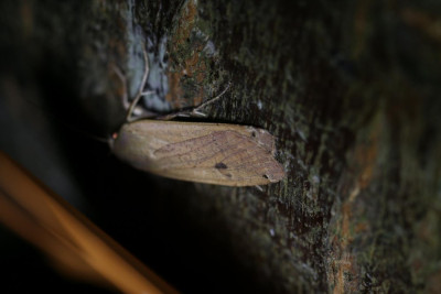 IMG_6494 Huismoeder (Noctua pronuba).JPG