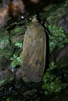 IMG_6445b Huismoeder (Noctua pronuba).jpg