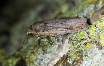 IMG_6280 Huismoeder (Noctua pronuba).JPG