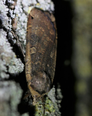 IMG_6537 Huismoeder (Noctua pronuba).JPG