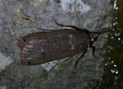 IMG_6135b Huismoeder (Noctua pronuba).jpg