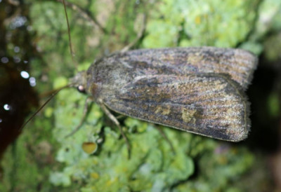 IMG_6197 Huismoeder (Noctua pronuba).JPG