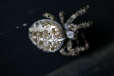 IMG_6549 Kruisspin (Araneus diadematus)).JPG