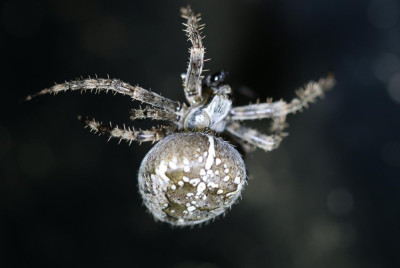 IMG_6563 Kruisspin (Araneus diadematus)).JPG