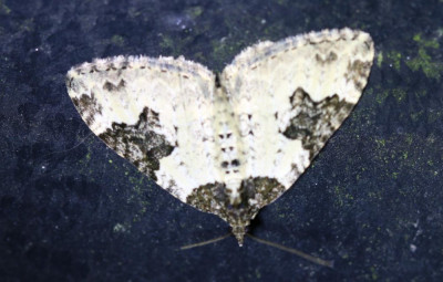 IMG_6585 Zwartbandspanner (Xanthorhoe fluctuata).JPG