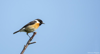 Roodborst tapuit  Arcen 16 juni '21