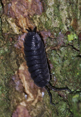 IMG_6444 Ruwe pissebedd(Porcellio scaber).JPG