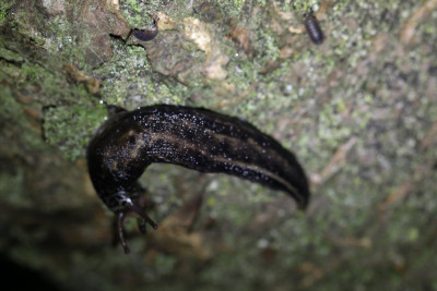 IMG_6468 Grote aardslak (Limax maximus).JPG