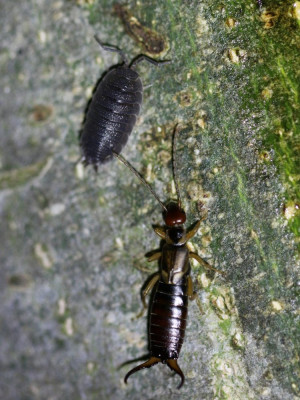 IMG_6827 Ruwe pissebed (Porcellio scaber) en Gewone oorworm (Forficula auricularia).JPG