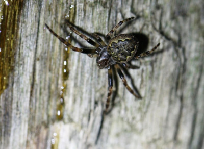 IMG_6831 Platte wielwebspin (Nuctenea umbratica).JPG