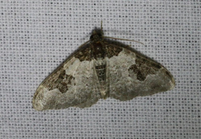 IMG_6939 Zwartbandspanner (Xanthorhoe fluctuata).JPG