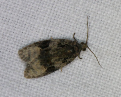 IMG_6987 Zwartwitte marmerbladroller (Apotomis turbidana).JPG