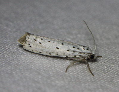 IMG_6800 Vogelkersstippelmot (Yponomeuta evonymella).JPG