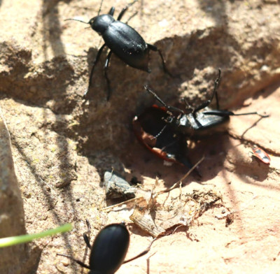 IMG_0163-2 Blaps lusitanica en Vuurwants - Pyrrhocoris apterus.jpg