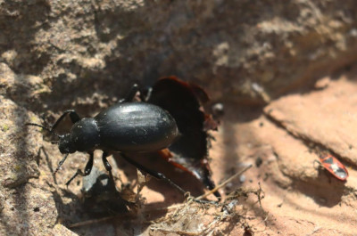 IMG_0165-2 Blaps lusitanica en Vuurwants - Pyrrhocoris apterus.jpg