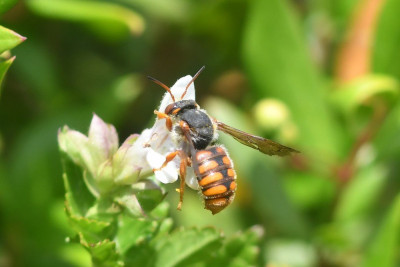 Rhodanthidium sticticum